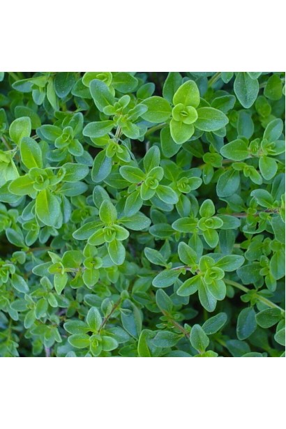 Чебрець перцевий листя